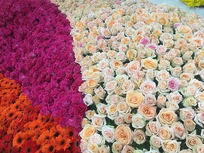 Wonderful world of roses