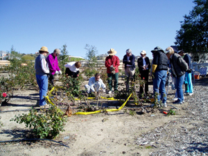 A rose pruning demonstration.