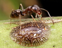 Image courtesy of Alex Wild, UCR, Center for Invasive Species Research
