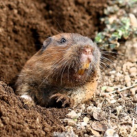 Botta's Pocket Gopher; Photo courtesy of iNaturalist.org Botta's Pocket Gopher