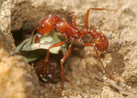 Photo Credits - © Peter J. Bryant & Laguna Wilderness Park