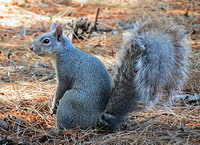 Photo Credits - Western Gray Squirrel - Debra Turner & Conboy Lake National Wildlife Refuge