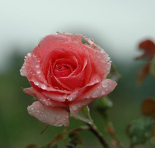 Raindrops on roses