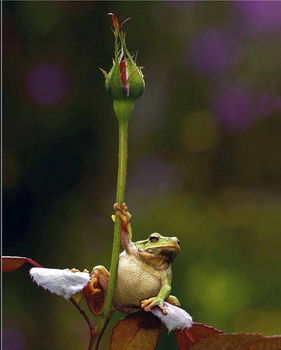 Frog on a rose bud