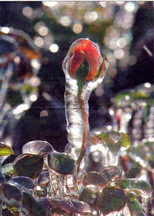 Icicle rose