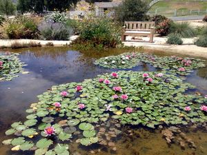 Lily pond