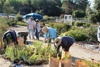 Splitting irises, 2013