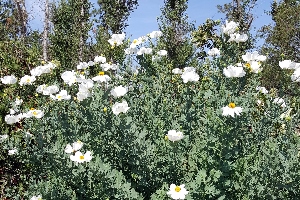 Matilija poppy