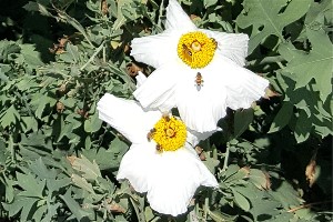 Pollinating bees