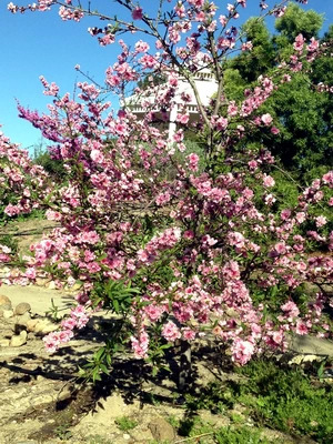 Flowering Peach Tree