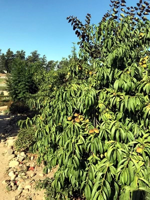 Peaches on tree