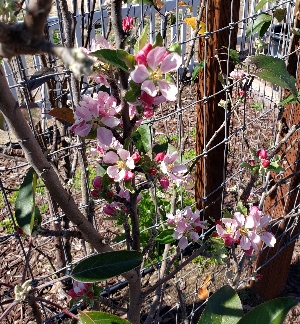 Apple blossoms