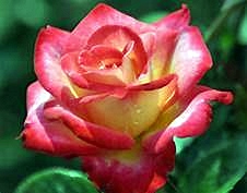 Dick Clark rose