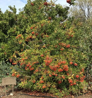 Toyon shrub