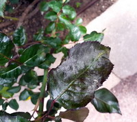 Powdery mildew
