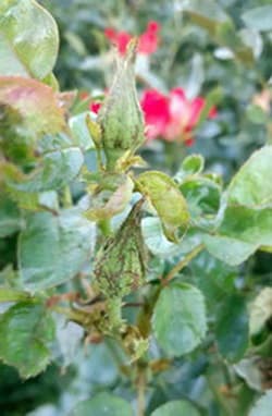 Deformed rose bud