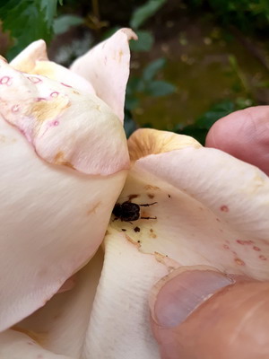Hoplia beetle