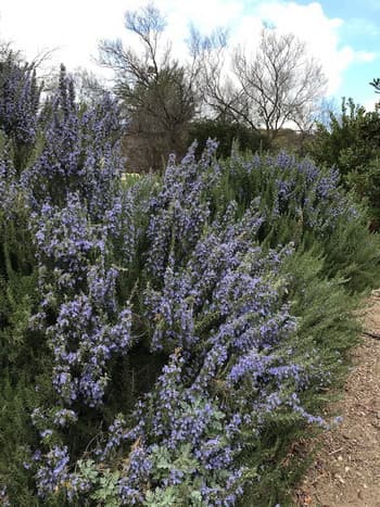 Tuscan Rosemary