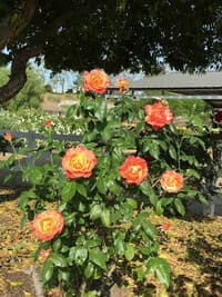 Livin' Easy rose