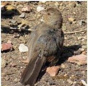 Towhee