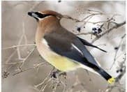 Waxwing