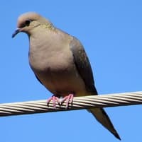 Mourning Dove