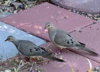 Mourning Doves