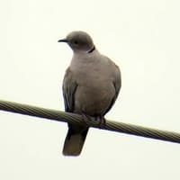 Collard Dove