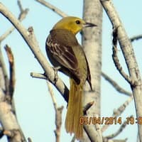 Female Oriole