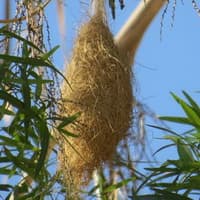 Oriole nest