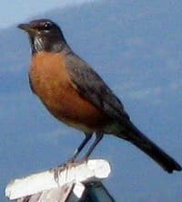 American Robin