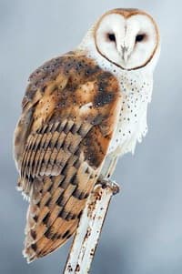 Barn Owl