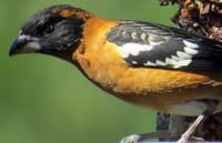 Black-Headed Grosbeak