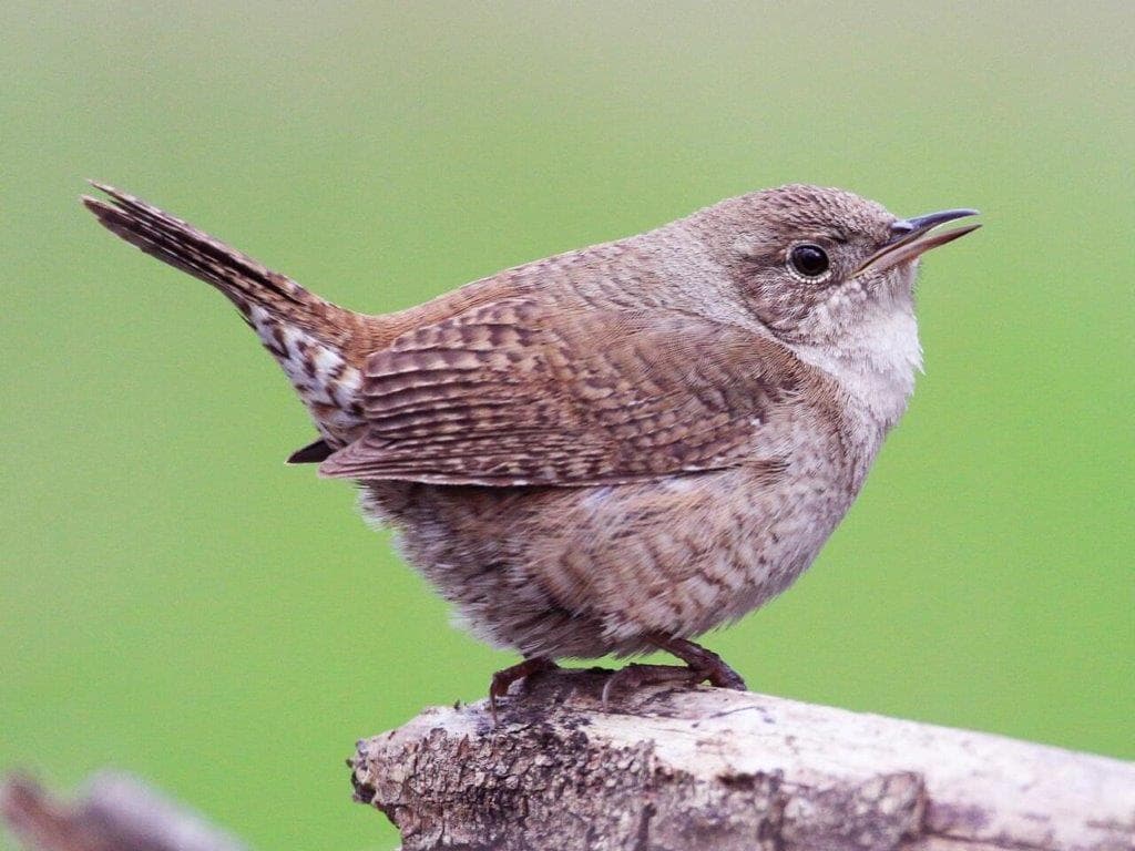 House wren