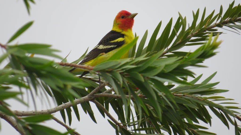Tanager