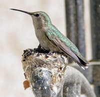 Anna's Female Hummingbird photo