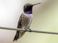 Black-chinned Hummingbird photo