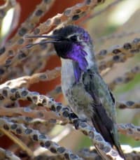 Costa's Hummingbird photo