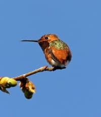 Rufous Hummingbird photo