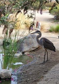 Blue heron