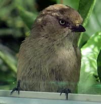 Bushtit