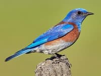 Western blue bird photo