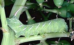 Hornworm