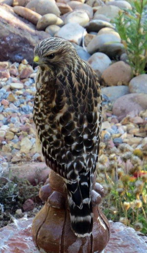 Coopers Hawk