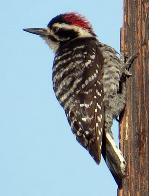 Nuttall's Woodpecker