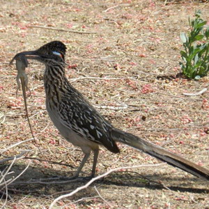 Greater Roadrunner