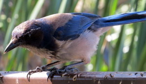 Western Scrub Jay