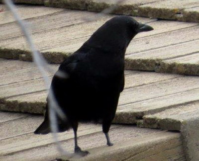 Americal crow