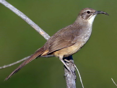 California thrasher