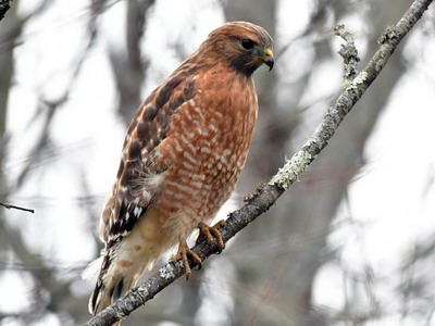 Red shouldered hawk